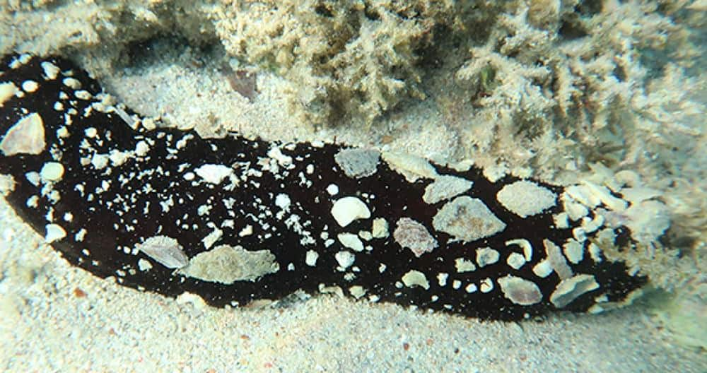 SEAA-black-sea-cucumber-1440x760