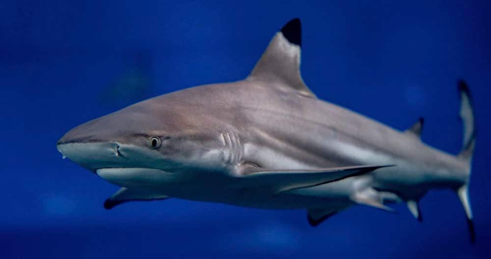 SEAA-blacktip-reef-shark-1440x760