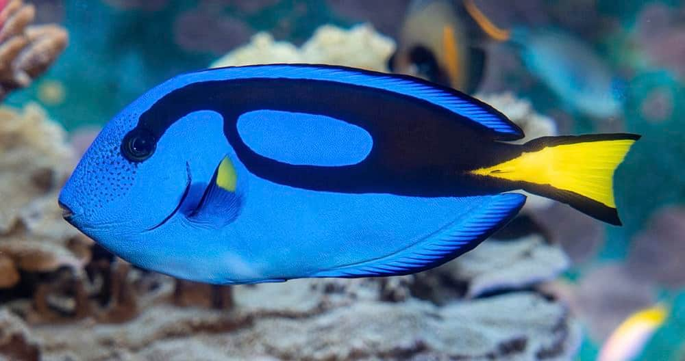 SEAA-blue-tang-1440x760