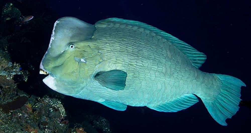 SEAA-bumphead-parrotfish-1440x760