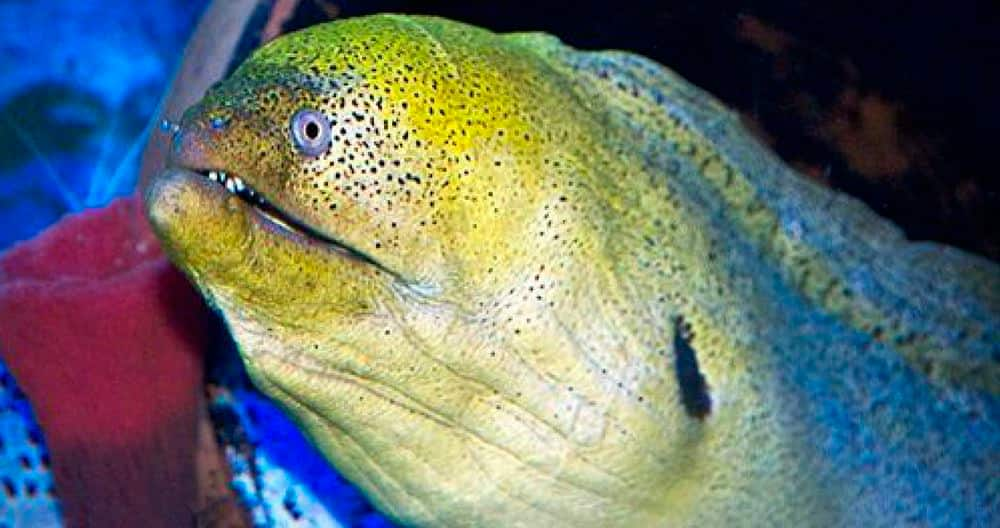 SEAA-giant-moray-eel-1440x760