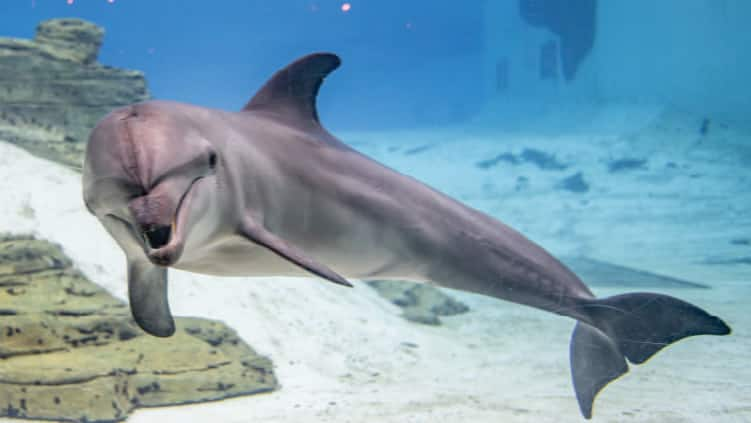 SEAA_Bottlenose Dolphin_750x422