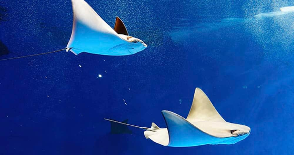 SEAA-javanese-cownose-ray-1440x760