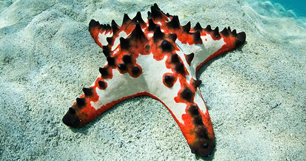 SEAA-knobbly-sea-star-1440x760