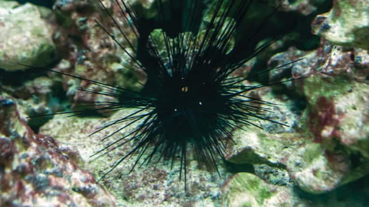 SEAA_Urchin Diadema_750x422