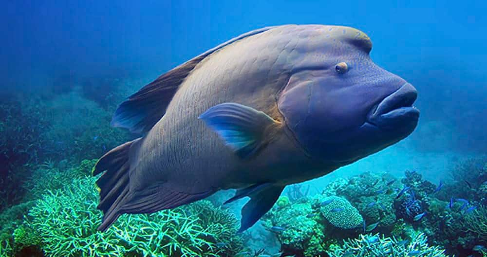 SEAA-napoleon-wrasse-1440x760