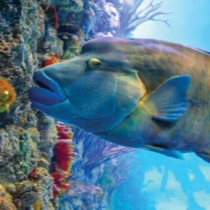 SEAA_Napoleon Wrasse