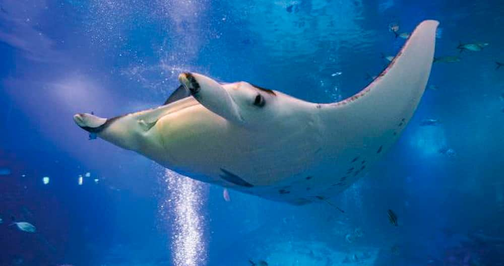 SEAA-reef-manta-ray-1440x760