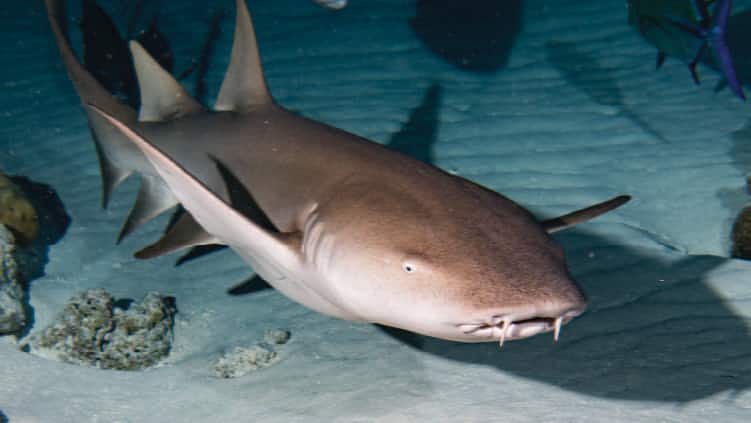 SEAA_Nurse Shark_750x422