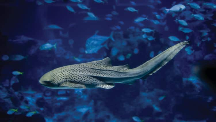 SEAA_Zebra Shark_750x422